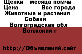 Щенки 4 месяца-помчи › Цена ­ 5 000 - Все города Животные и растения » Собаки   . Волгоградская обл.,Волжский г.